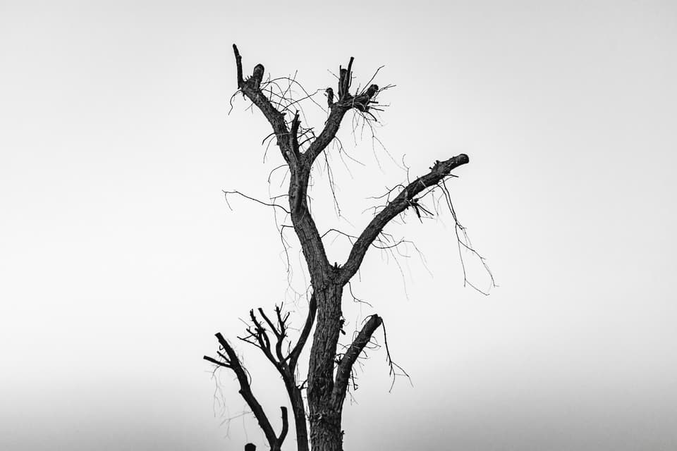 A dead tree with bare branches against the sky