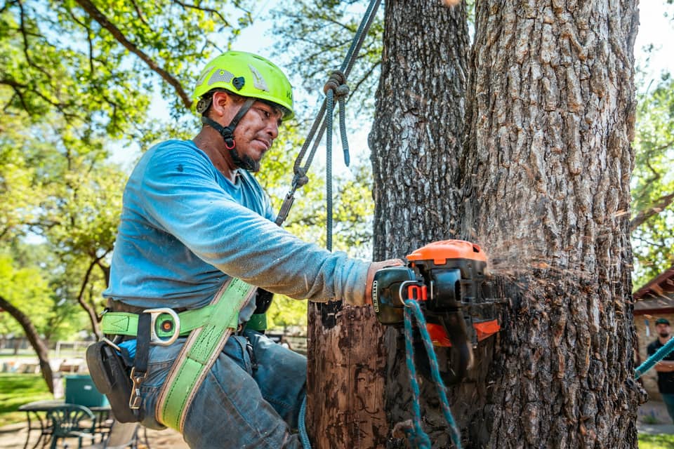 A tree worker in a harness cutting a tree with a chainsaw