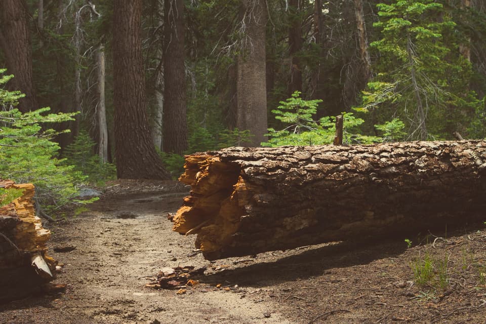 A large fallen tree trunk lying across a forest path