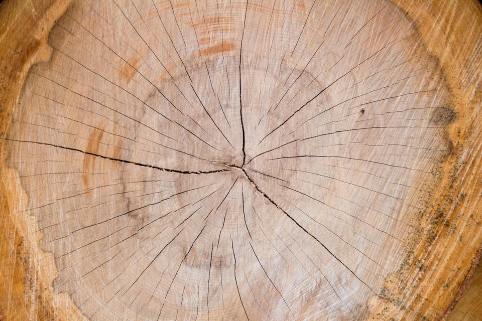 The cut face of a tree stump showing its growth rings