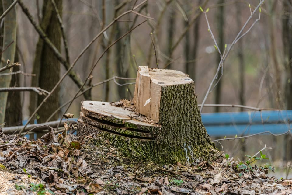 A freshly cut tree stump in a wooded lot
