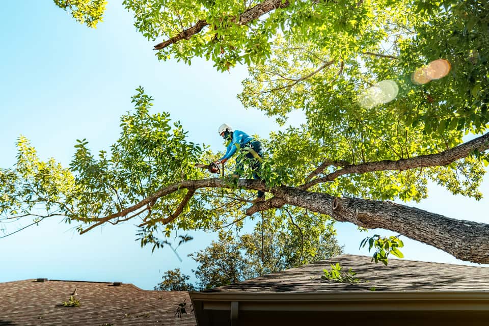 A tree worker roped into a canopy pruning branches